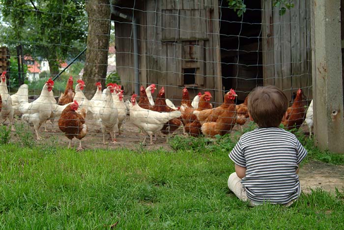 backyard chickens  DriverLayer Search Engine